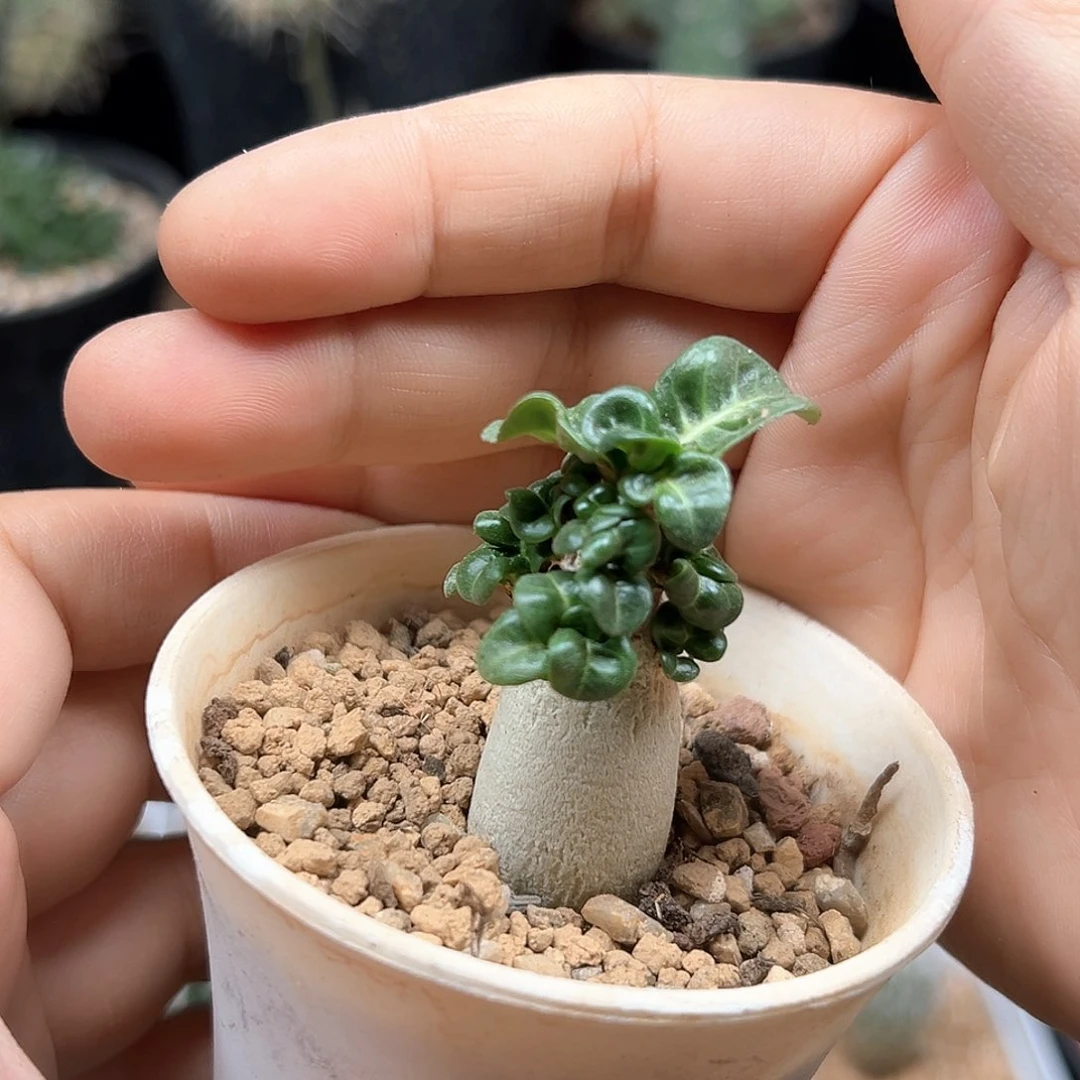 卡汉羊角沙漠玫瑰带盆发货