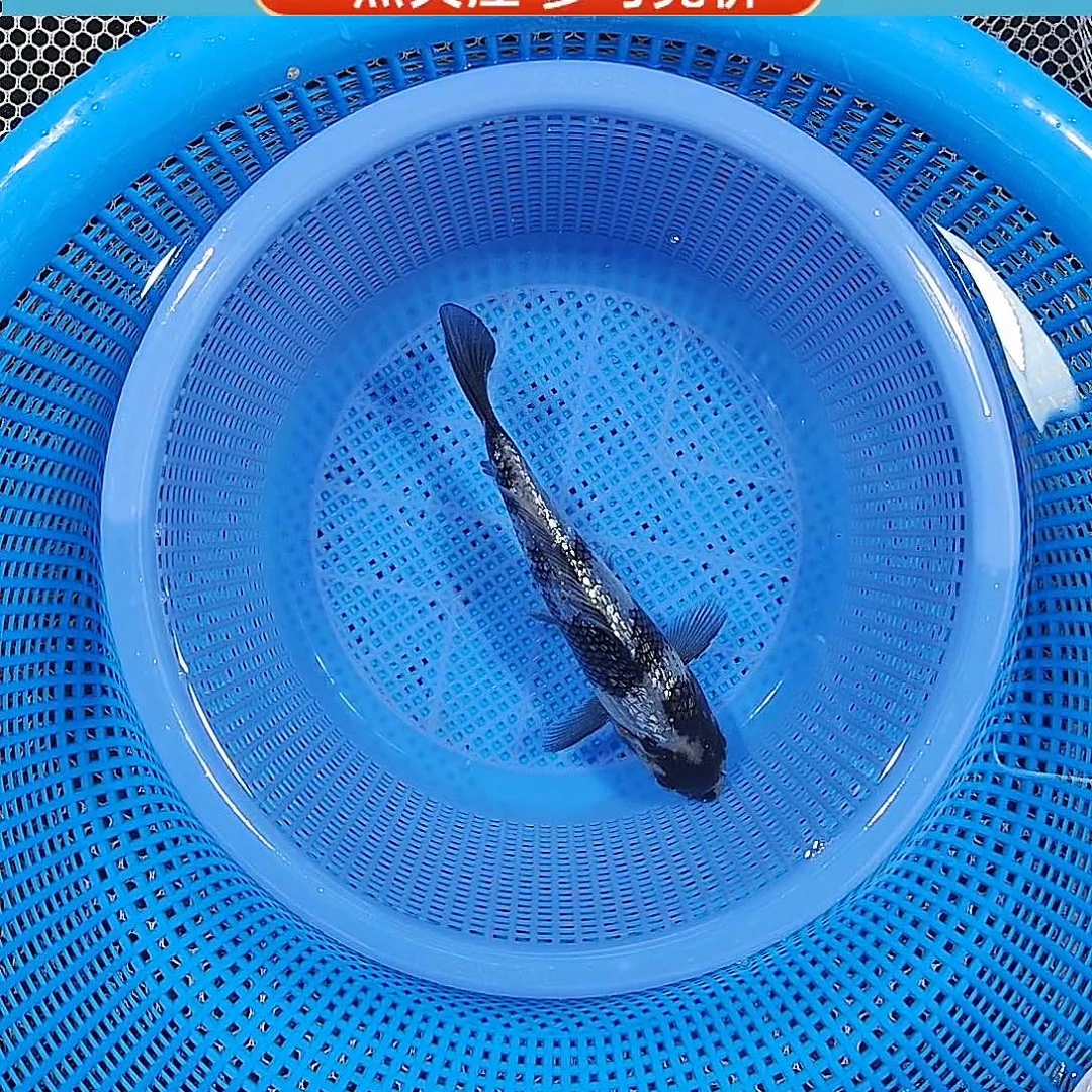 锦鲤闪鳞白写 诗情画意