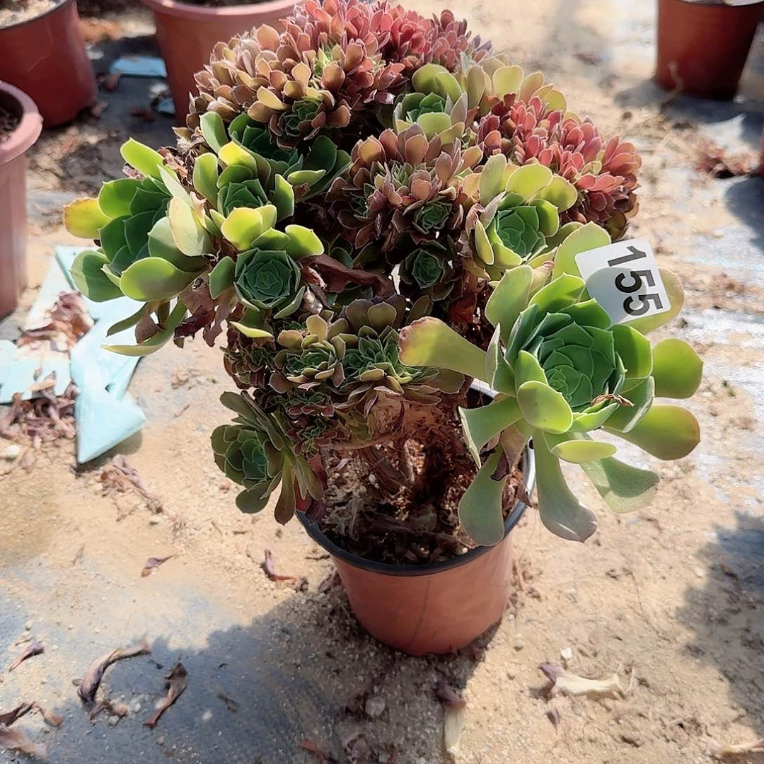 155玫瑰一颗呀呀满28包邮