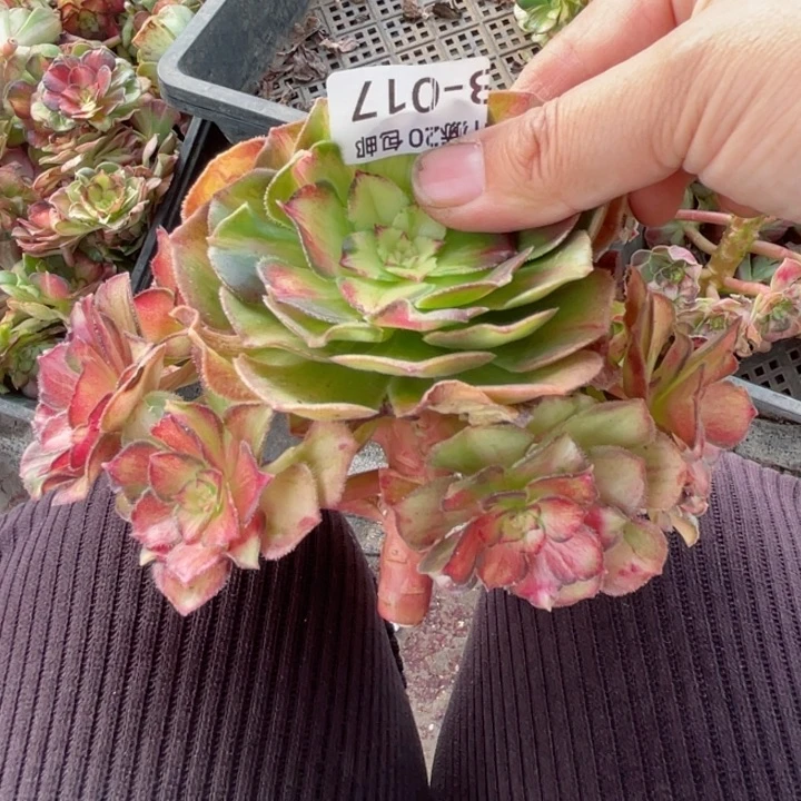 17龙鳞无根多肉1。113446789