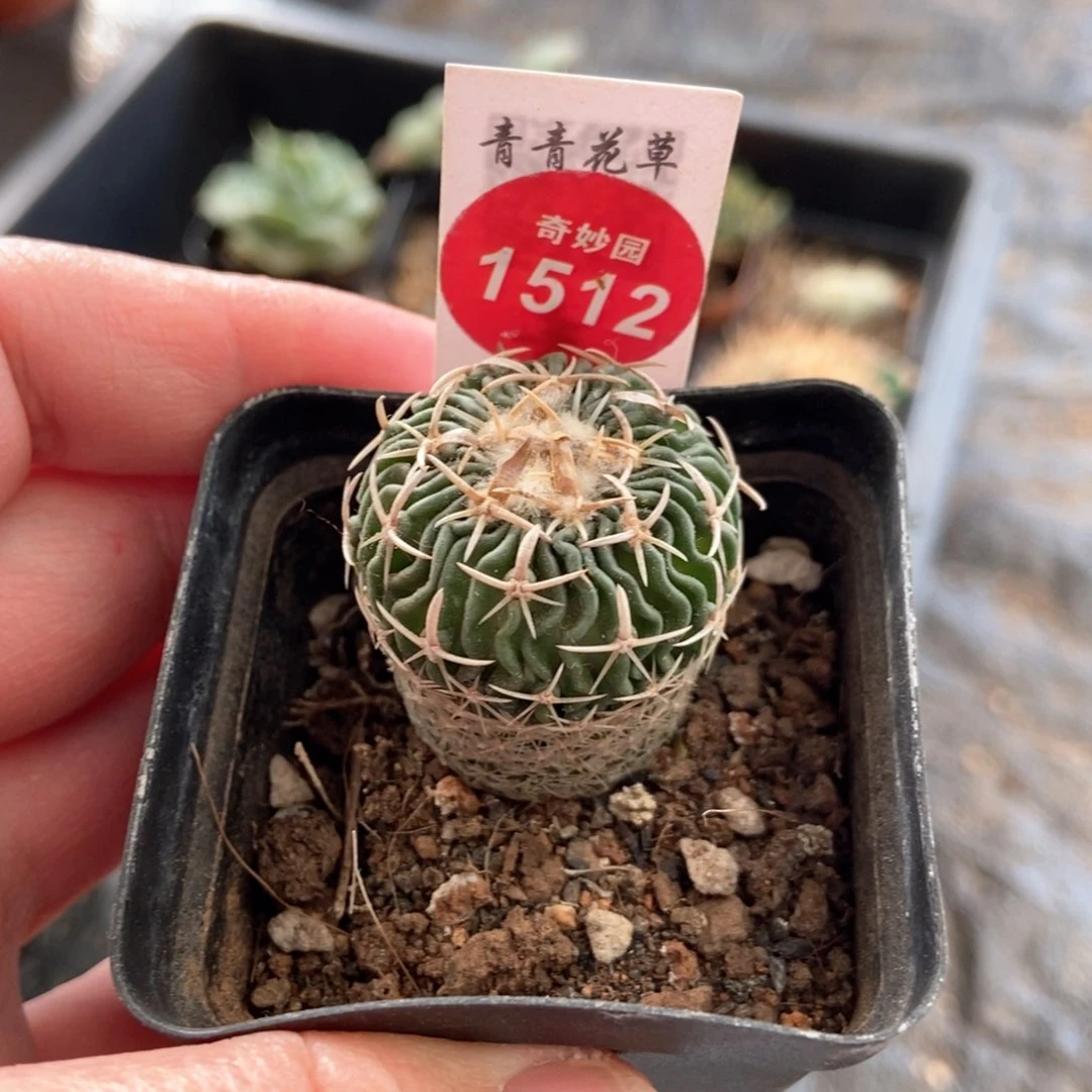 实生太刀岚一颗仙人球2.8cm