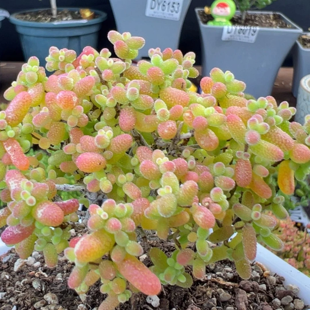 【闪购商品】dy6117精控金桔糖球冠幅7cm