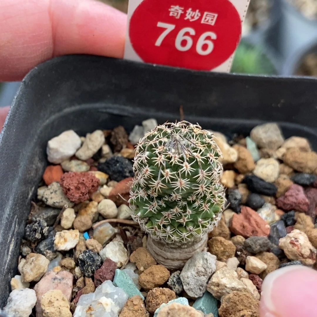 实生海胆娇丽一颗仙人球