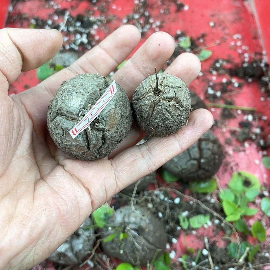 龟甲龙一物一拍1553号2颗