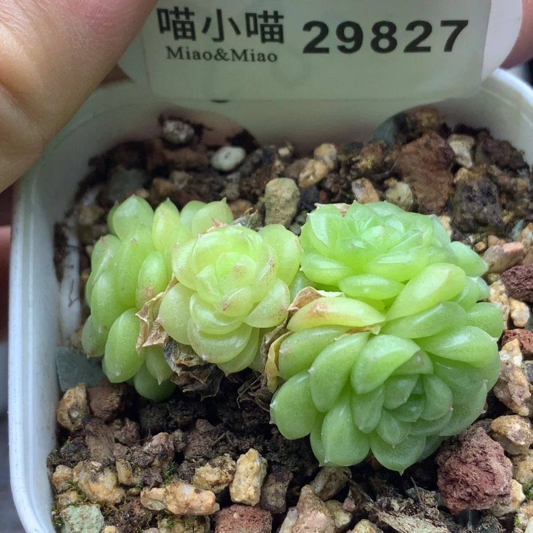 多肉植物不包整散