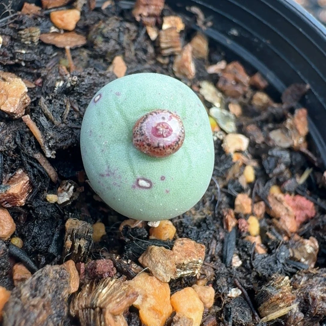 76带盆土发货0000000