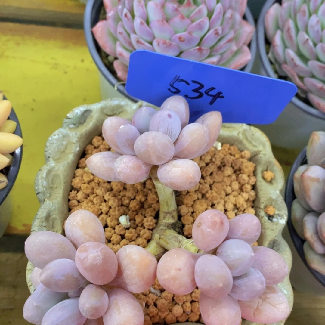 开心多肉，破价专场2，不包价