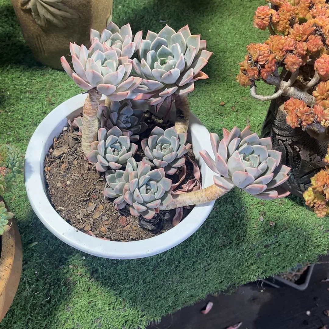 心***情红粉佳人多肉植物086