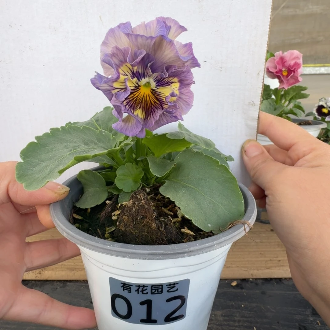 无花朵012号角堇