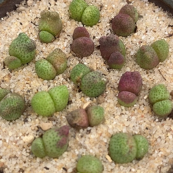 双头斑马955d一颗