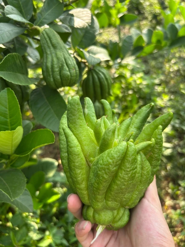 佛手柑一物一拍川佛手新鲜采摘可食用闻香把玩清供观赏摆放水培