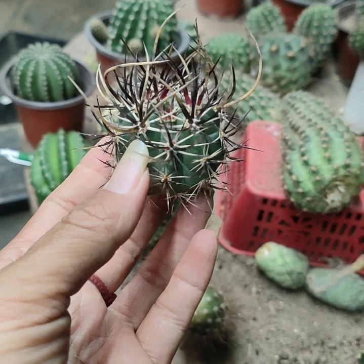 仙人球林氏换虾侧芽福利