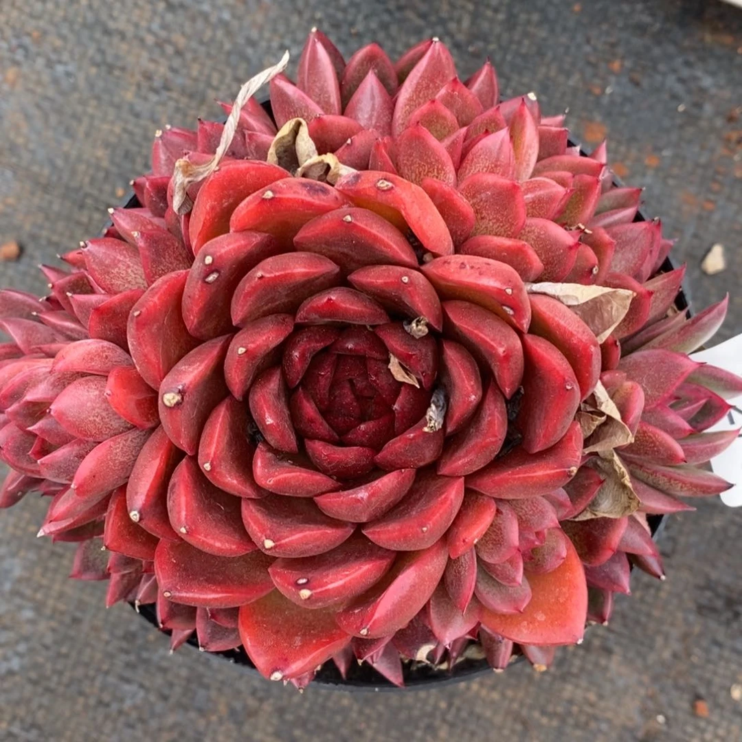 (****)杂交精品多肉1276