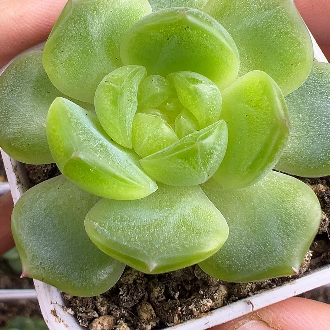 P73甜心。福利。