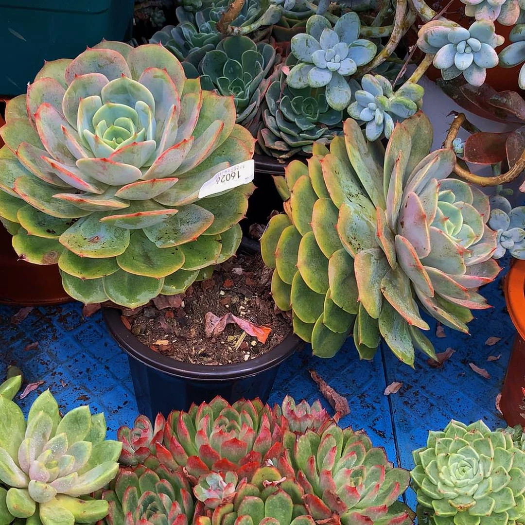 爱****   白雪公主多肉16026