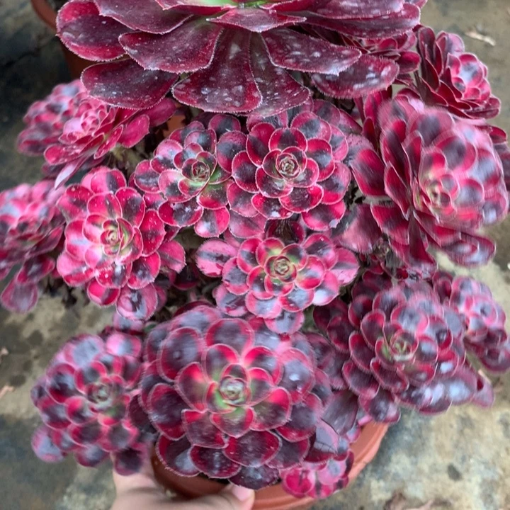 汤***圆不包损147号丽娜老桩