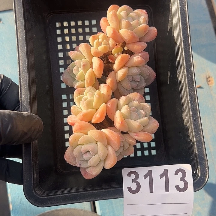 3113，俩个四头冰玉带盆发