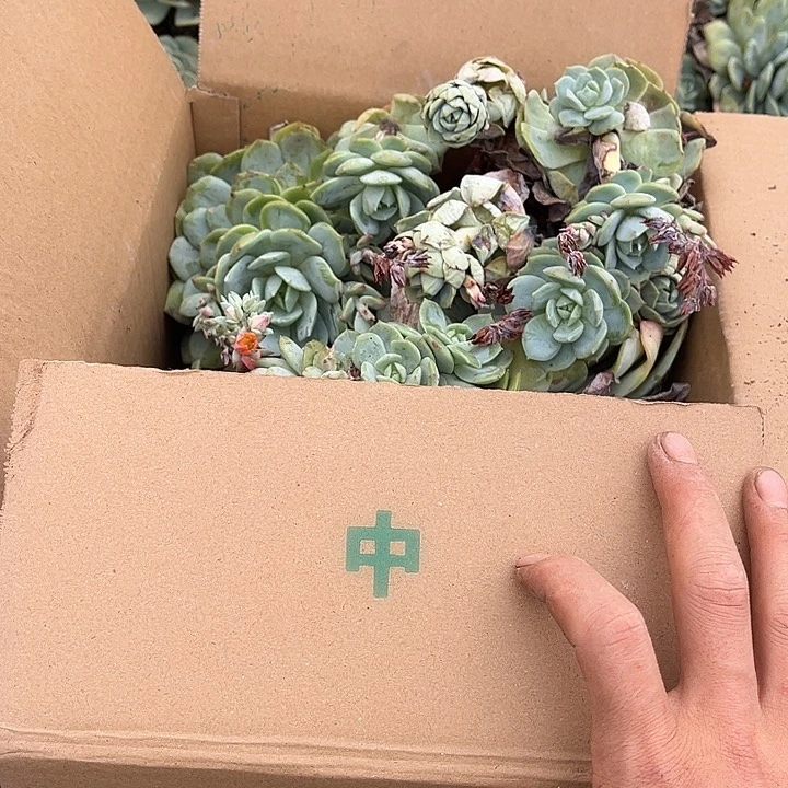 恋曲19.88断枝中号多肉植物