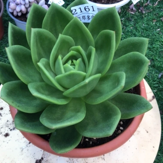 翠花，2161，一物一拍