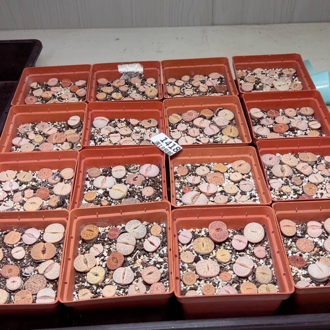 【闪购商品】1418。 量拍一盒