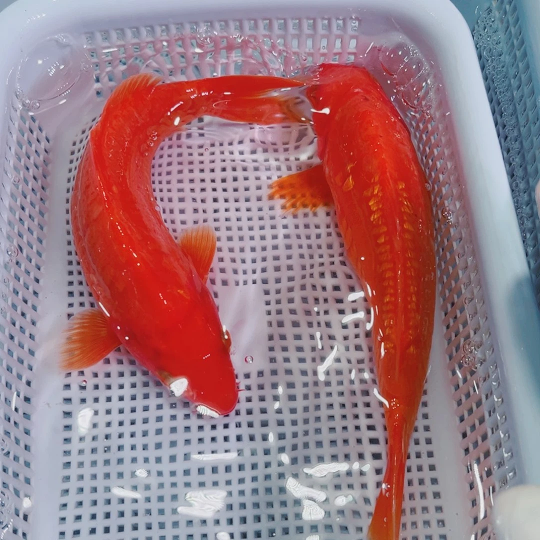 锦鲤锦鲤冷水鱼观赏