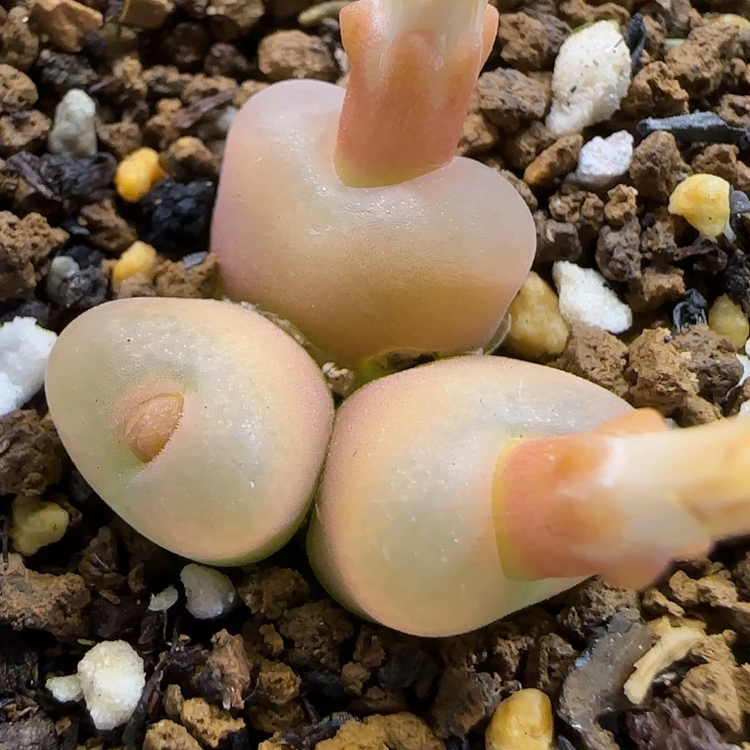 11.24..76o泡.9002冠幅2cm