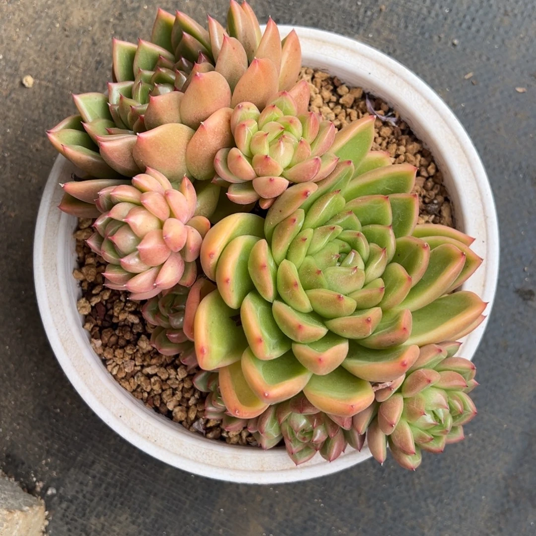 晴空珍妮 阿松多肉