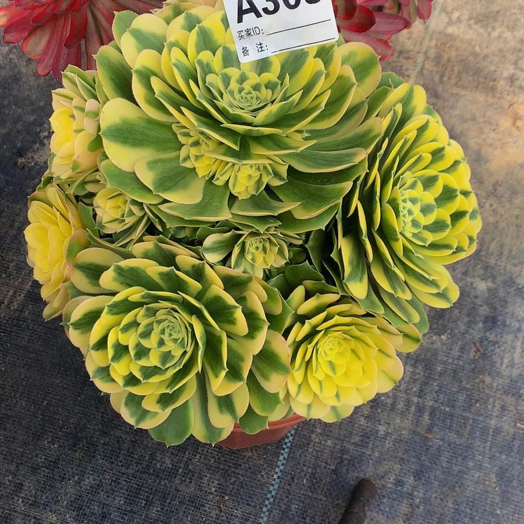 309多肉法师中还有