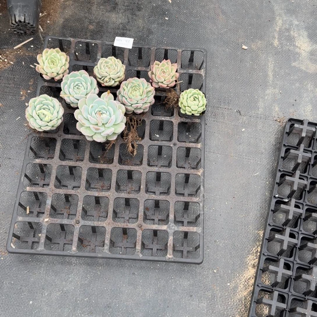 23-105糖心珍妮绿菜18颗量拍