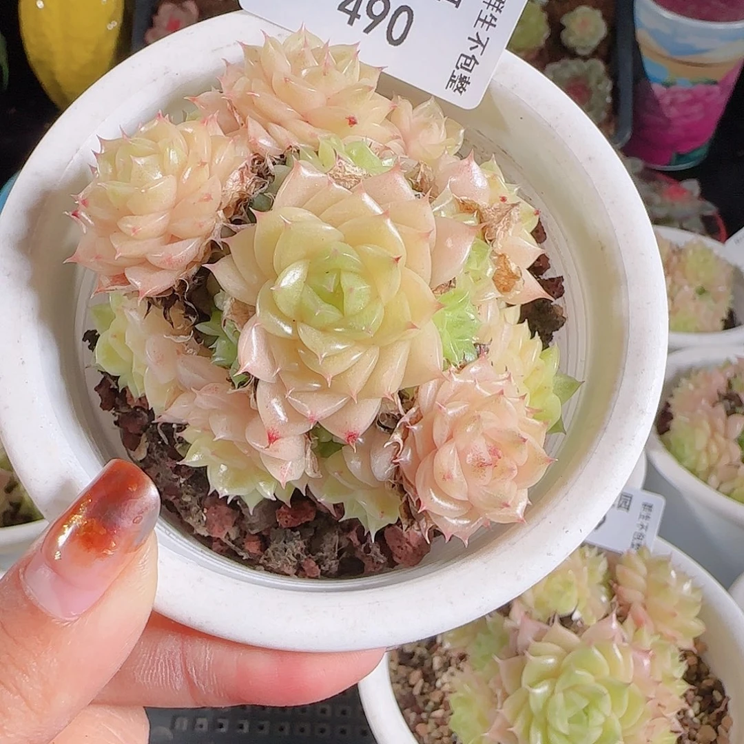 1117--490eko 不包整