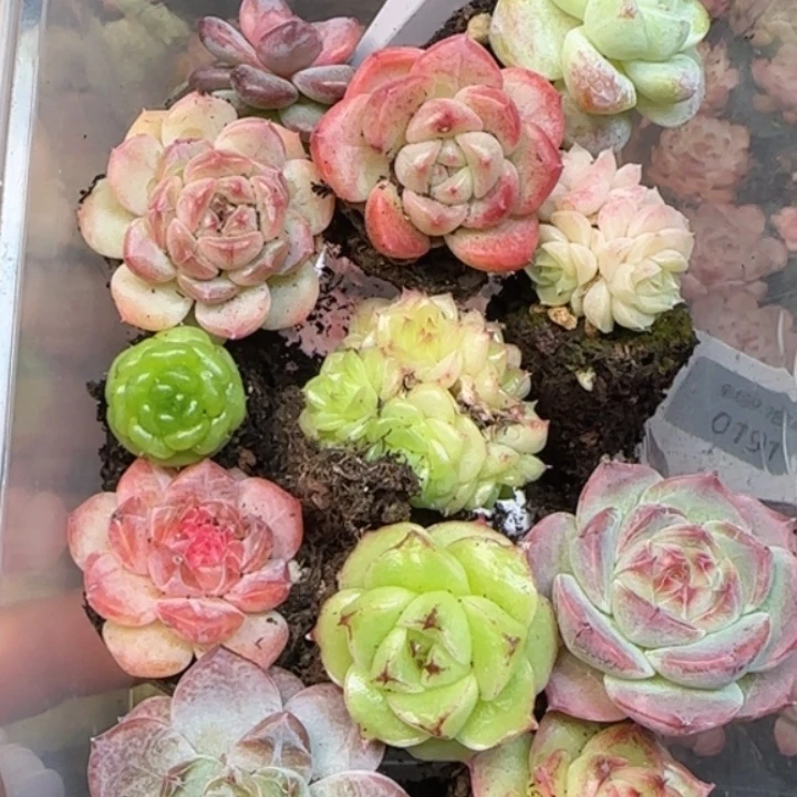 192  新手套盒拍一发12颗