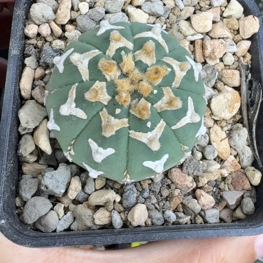 实生琉璃V兜仙人球