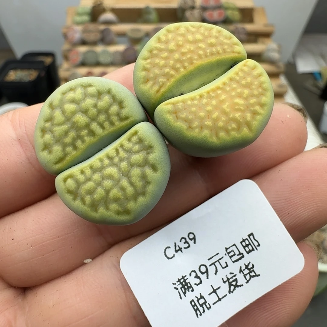 439多肉哈哈哈哈哈哈哈