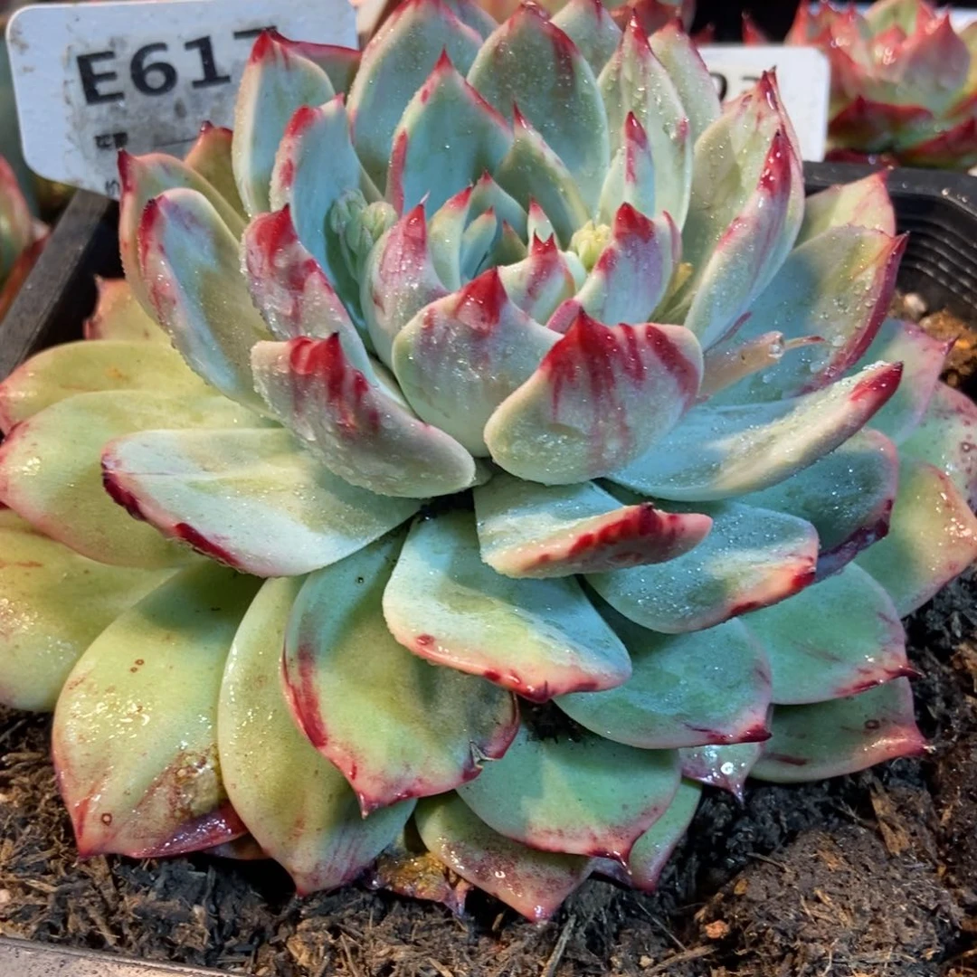 惊鸿一瞥617号楼