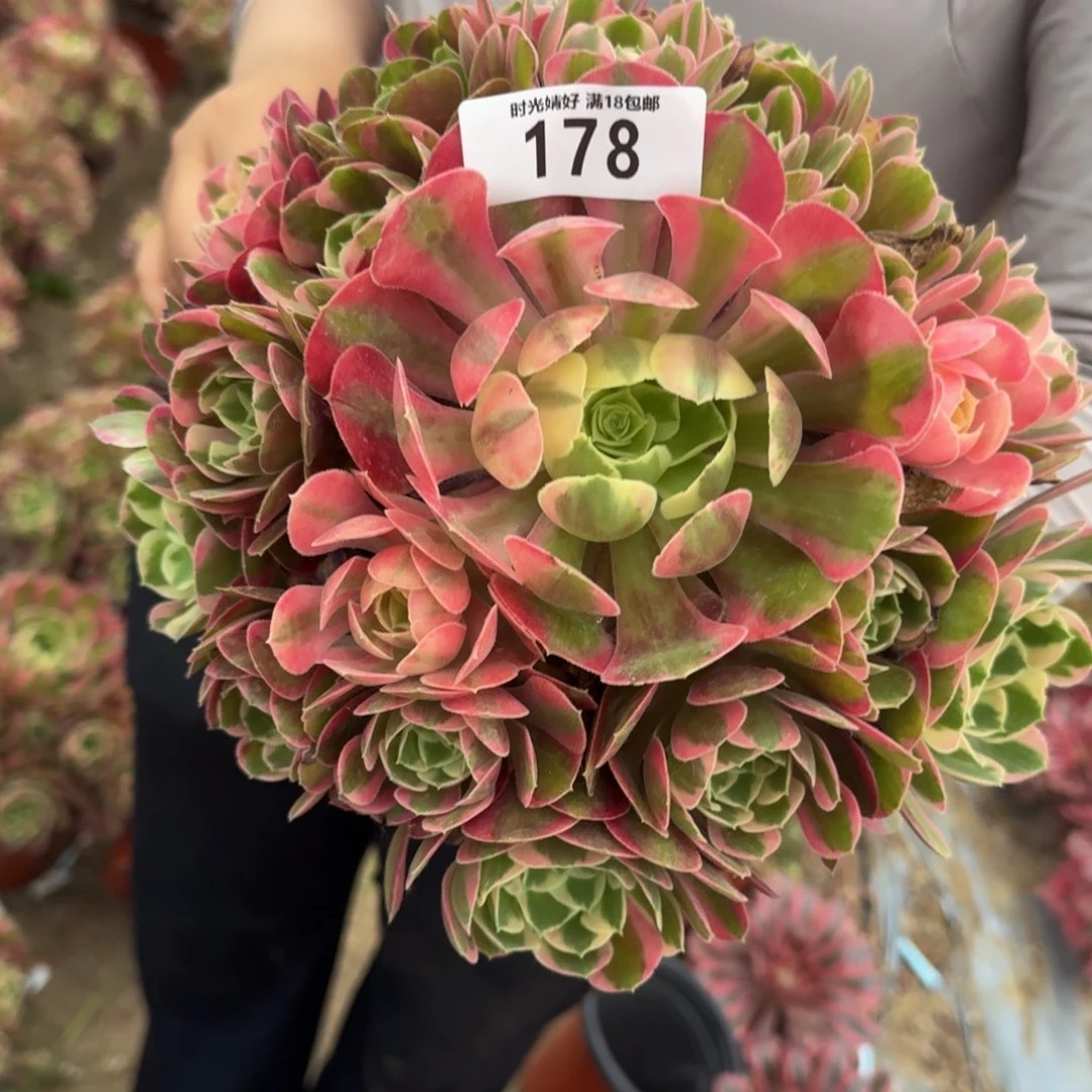 ?****178妖月多肉植物