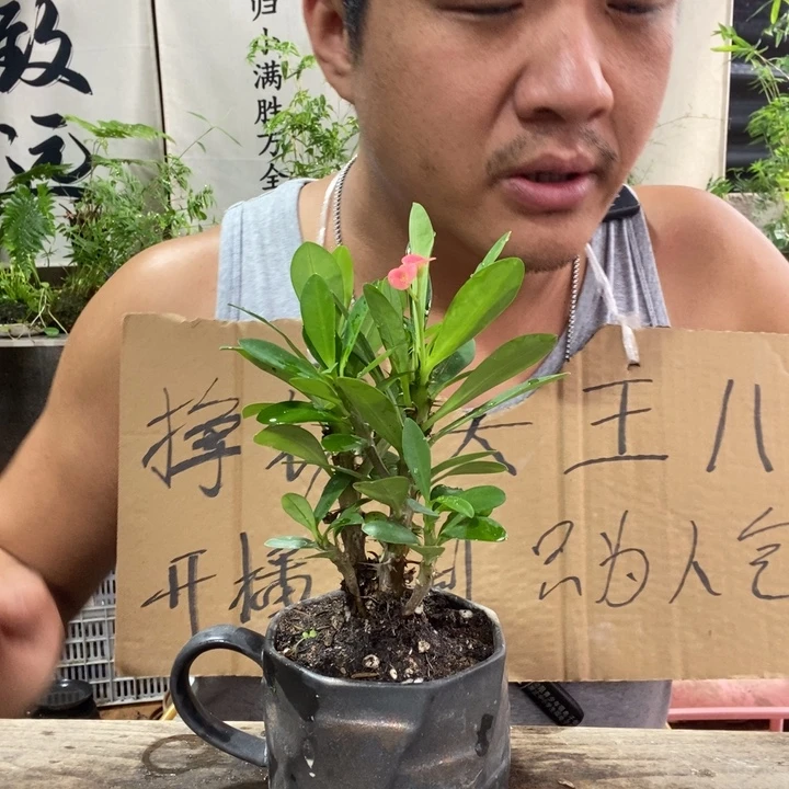 无花朵退款拉黑拉黑12