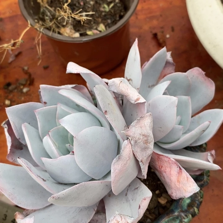 广寒宫杂整无砍老桩