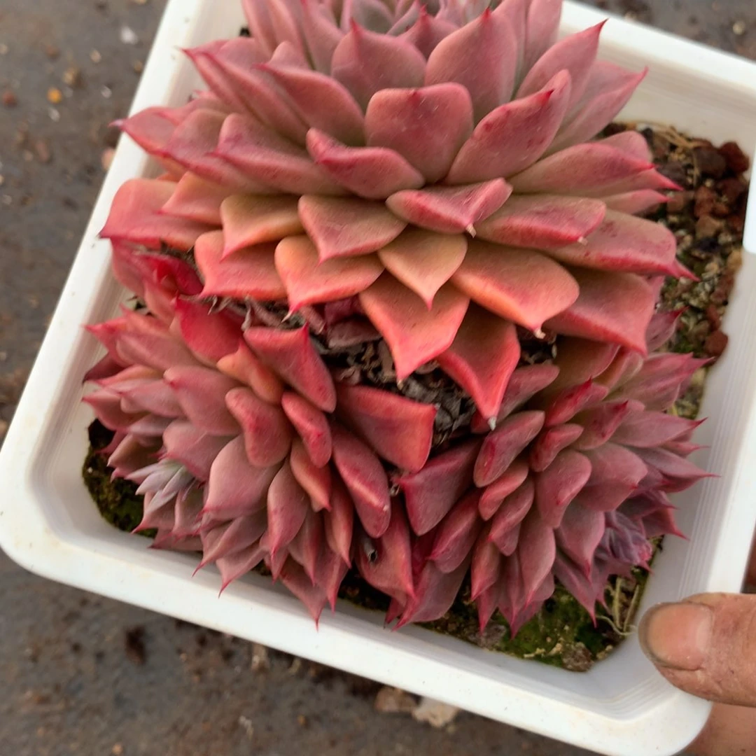 6302杂交多肉植物