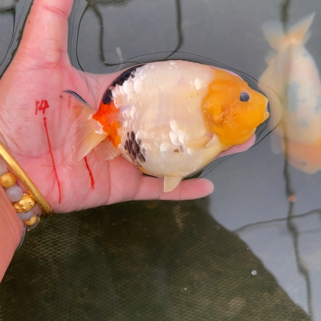金鱼010奶花兰寿金鱼