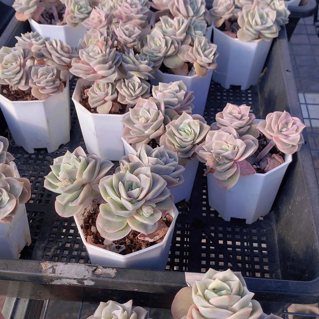 两颗可爱玫瑰2345678899900