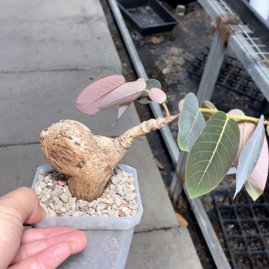 奇异油柑多肉植物