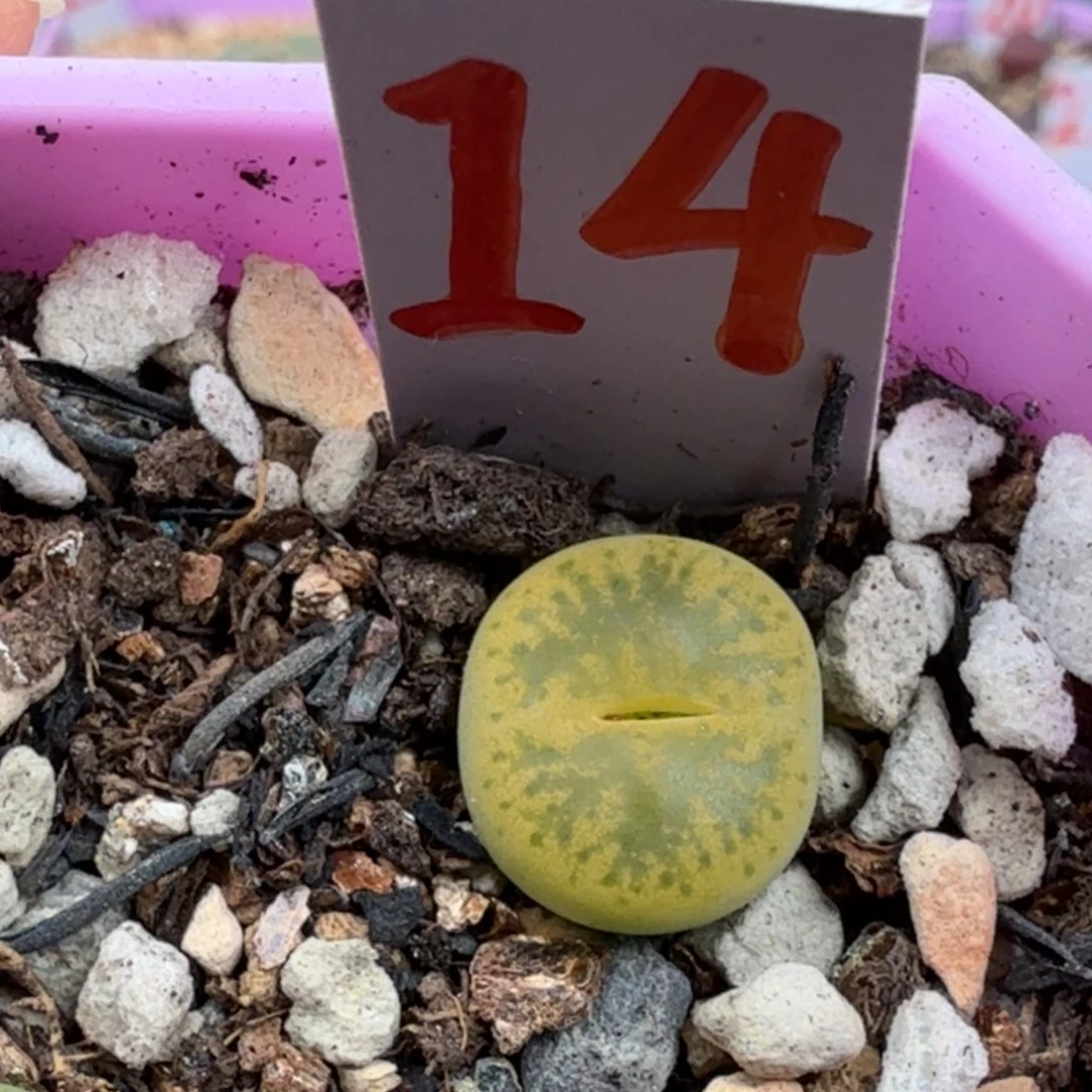 绿银河 脱土发货14