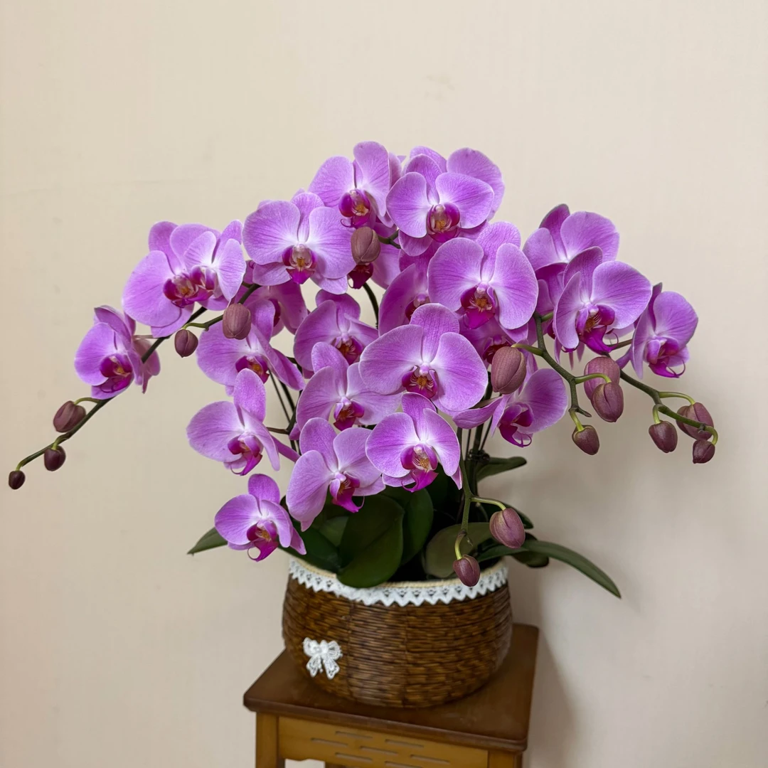 【粉冠军】粉色系大花 年宵花 带花带花苞蝴蝶兰室内花卉