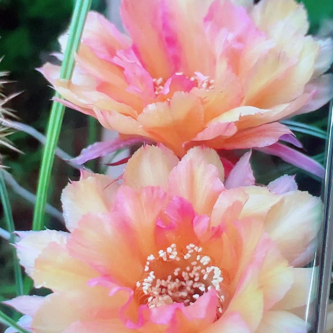 彩草桃花眼侧芽 20 包邮