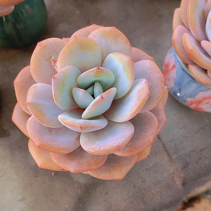 一物一拍，奶茶单头老庄