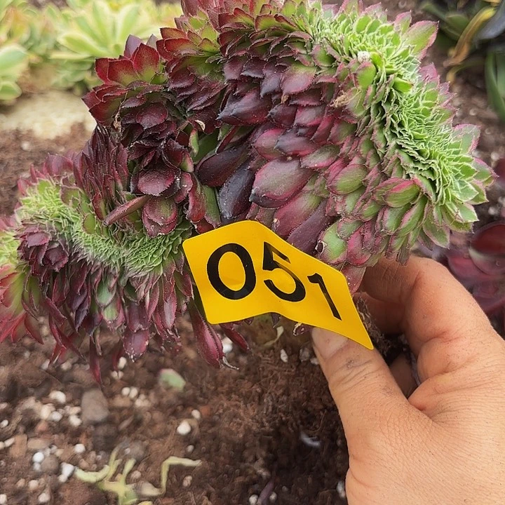 多肉植物福利来051