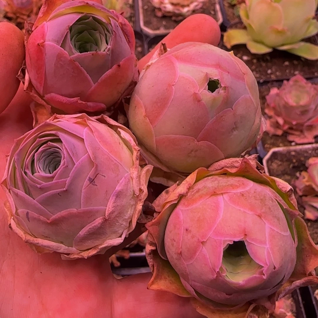 福利125568565568385685655