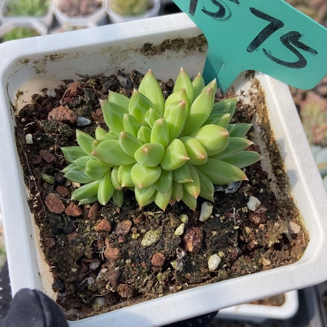 1575甲骨文多肉植物保护