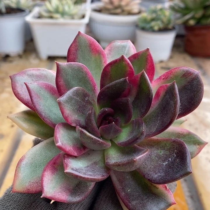 001火焰山锦锦锦锦锦锦锦锦锦