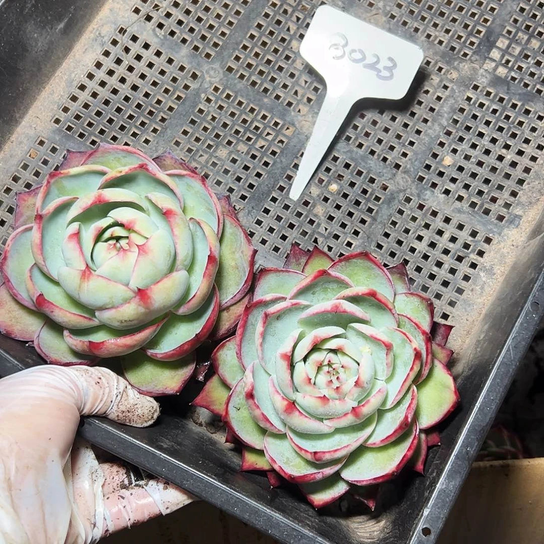 惊鸿仙子两颗8023号